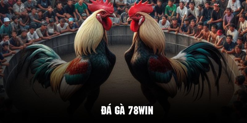 Đá gà 78Win thu hút vốn sự tham gia của đông đảo hội viên